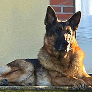 Mako participe au concours pour gagner de l'argent avec cette photo : animal, brick, canine, curtain, daylight, dog, ears, face, fur, german_shepherd, ledge, outdoor, paw, pet, portrait, relaxed, resting, sunlight, wall, window