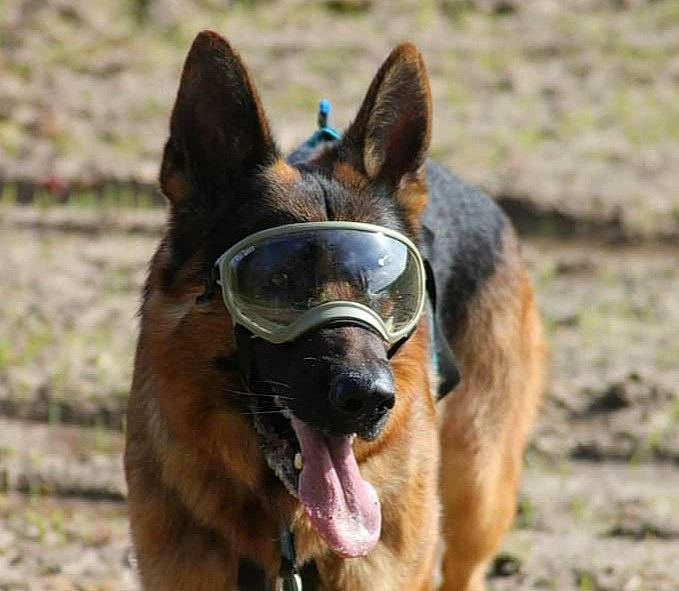 Mako a rejoint le concours — aidez-le/la à gagner de superbes lots ! canidae, carnivore, collar, companion_dog, dog, dog_breed, fawn, fur, grass, liver, mammal, mane, pack_animal, pet_supply, snout, sporting_group, terrestrial_animal, vertebrate, whiskers, working_animal