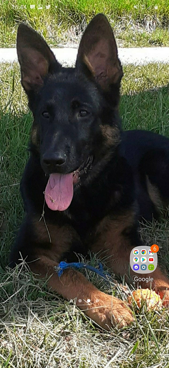 Syn a rejoint le concours — aidez-le/la à gagner de superbes lots ! canis, carnivore, companion_dog, dog, dog_breed, grass, guard_dog, herding_dog, king_shepherd, non_sporting_group, plant, snout, sporting_group, terrestrial_animal, working_animal, working_dog