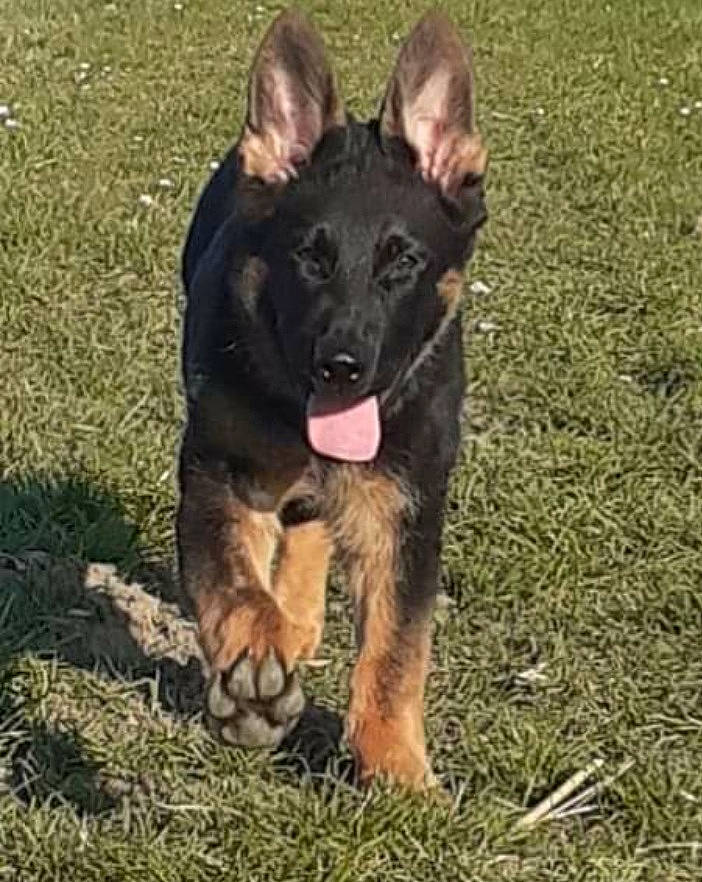 Syn a rejoint le concours — aidez-le/la à gagner de superbes lots ! canidae, carnivore, companion_dog, dog, dog_breed, grass, guard_dog, herbaceous_plant, herding_dog, snout, sporting_group, working_dog