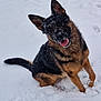 animal, canine, cold, dog, ears_up, friendly, fur, german_shepherd, happy, mammal, nature, outdoor, paw, pet, playful, sitting, snow, snowflakes, tongue_out, winter