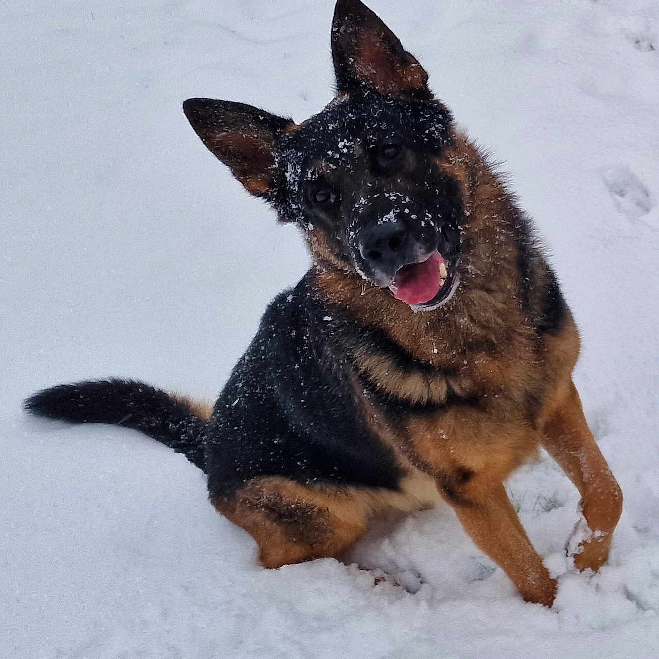 Syn a rejoint le concours — aidez-le/la à gagner de superbes lots ! animal, canine, cold, dog, ears_up, friendly, fur, german_shepherd, happy, mammal, nature, outdoor, paw, pet, playful, sitting, snow, snowflakes, tongue_out, winter