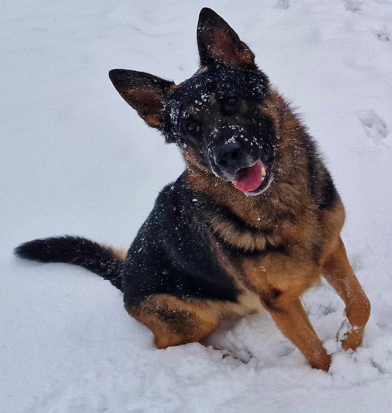 Syn a rejoint le concours — aidez-le/la à gagner de superbes lots ! animal, canine, cold, dog, ears_up, friendly, fur, german_shepherd, happy, mammal, nature, outdoor, paw, pet, playful, sitting, snow, snowflakes, tongue_out, winter