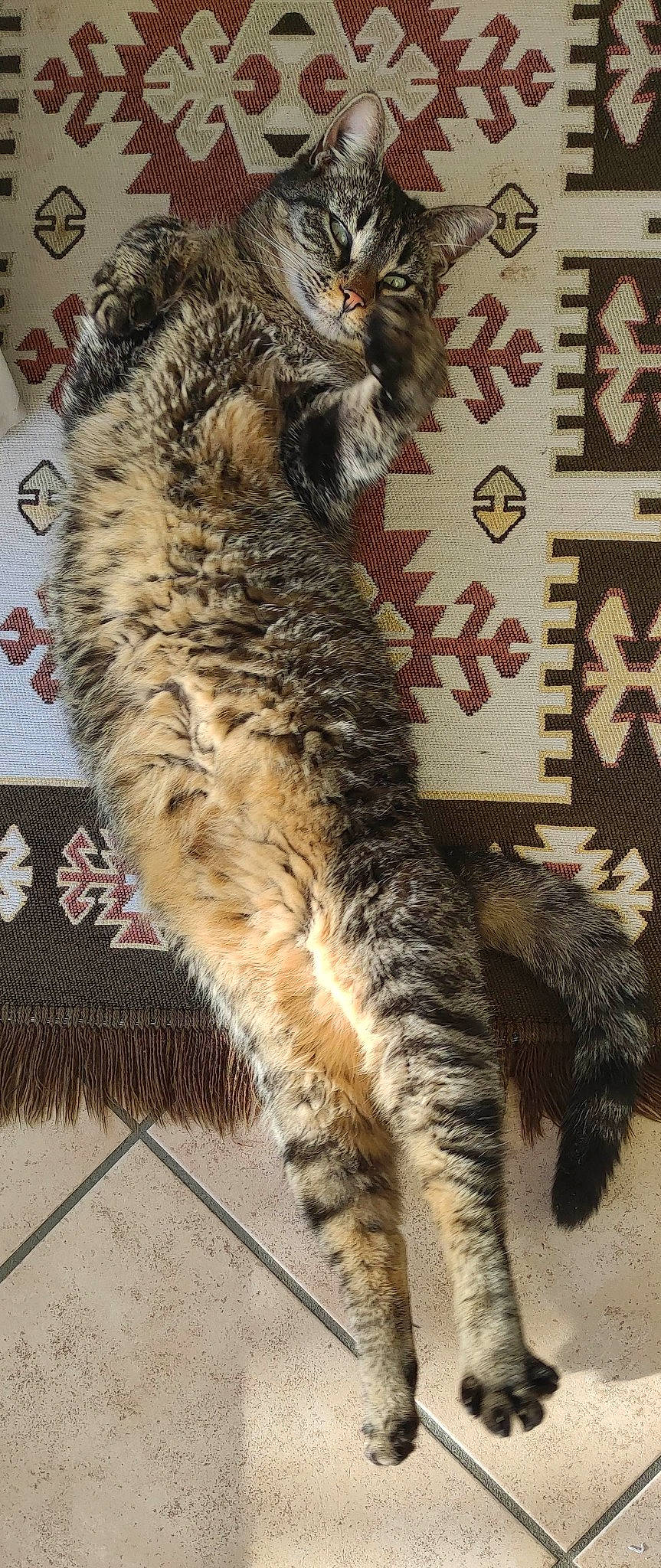 Fetita a rejoint le concours — aidez-le/la à gagner de superbes lots ! carnivore, cat, claw, comfort, domestic_short_haired_cat, felidae, fur, paw, small_to_medium_sized_cats, snout, tail, terrestrial_animal, whiskers