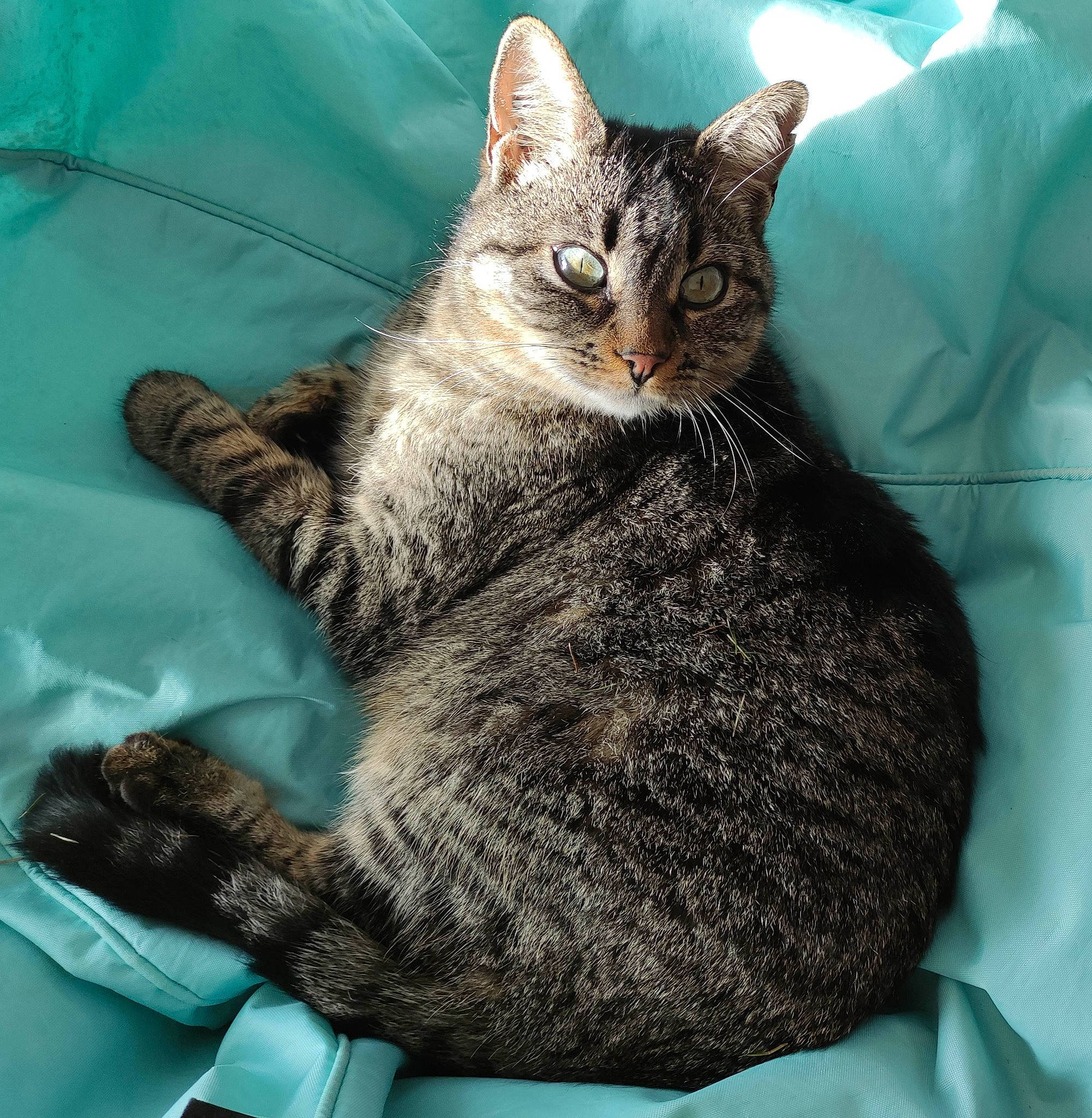 Fetita participe au concours pour gagner de l'argent avec cette photo : carnivore, cat, claw, comfort, domestic_short_haired_cat, felidae, fur, grey, linens, paw, sitting, small_to_medium_sized_cats, snout, tail, terrestrial_animal, whiskers