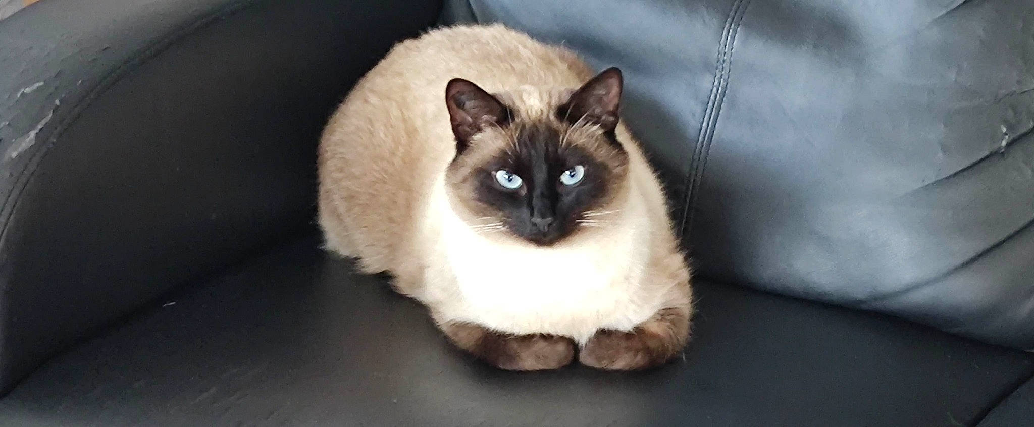 Yoyo a rejoint le concours — aidez-le/la à gagner de superbes lots ! balinese, birman, carnivore, cat, eye, fawn, felidae, fur, iris, paw, siamese, sitting, small_to_medium_sized_cats, snout, tail, terrestrial_animal, thai, tonkinese, whiskers