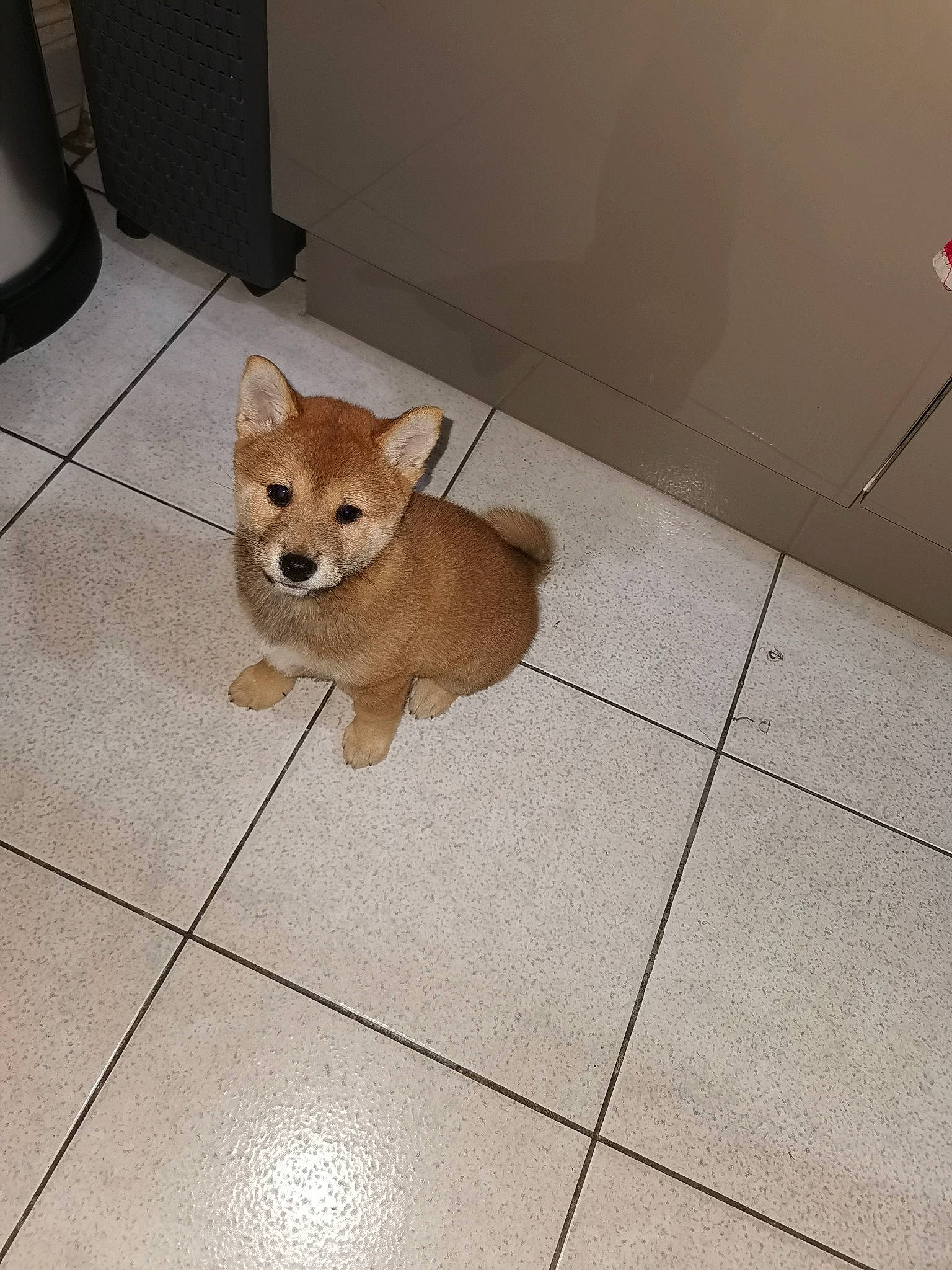 Kibo participe au concours pour gagner de l'argent avec cette photo : canidae, carnivore, companion_dog, dog, dog_breed, fawn, floor, flooring, fur, hardwood, snout, spitz, sporting_group, tail, tile, tile_flooring, toy_dog, whiskers, wood, working_animal