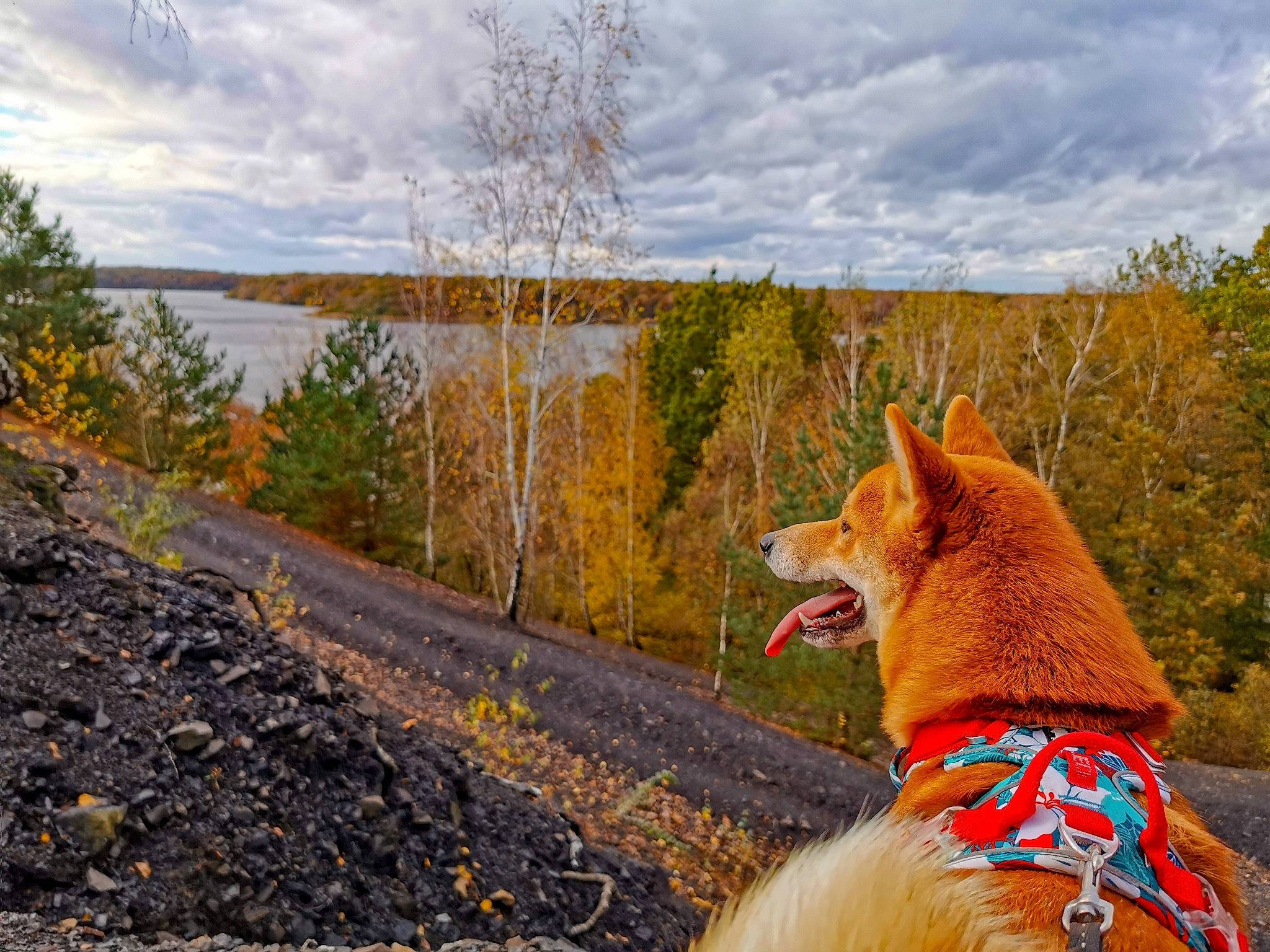 Kibo a rejoint le concours — aidez-le/la à gagner de superbes lots ! carnivore, cloud, collar, companion_dog, dog, dog_breed, dog_supply, fawn, grass, landscape, leash, natural_landscape, plant, road, sky, sporting_group, tail, tree, winter, wood