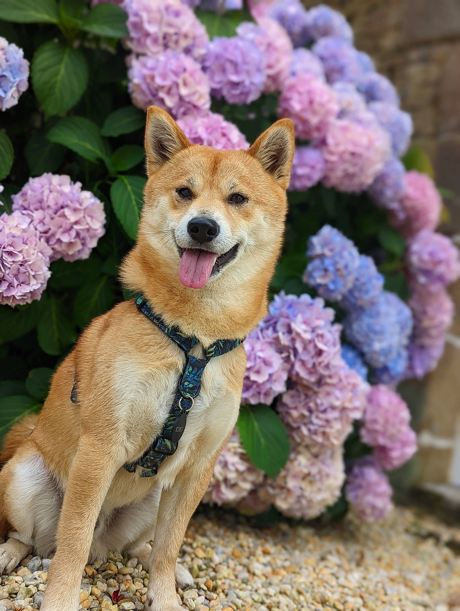 Kibo participe au concours pour gagner de l'argent avec cette photo : ancient_dog_breeds, annual_plant, buddleia, canidae, carnivore, collar, companion_dog, dog, dog_breed, dog_collar, dog_supply, fashion_accessory, fawn, flower, fur, leash, plant, spitz, sporting_group, tail