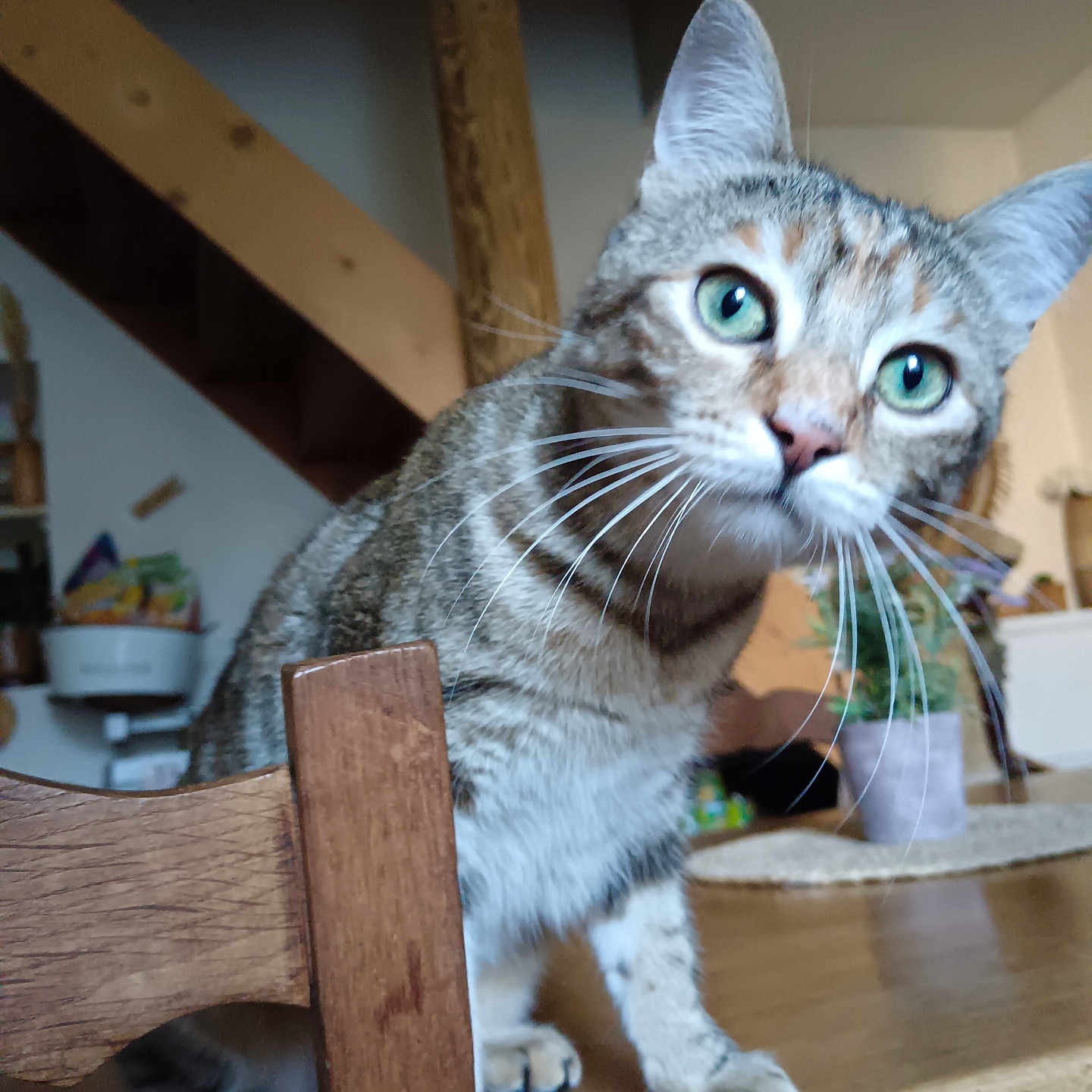 Chatonne a rejoint le concours — aidez-le/la à gagner de superbes lots ! abyssinian, alloywheel, animal, bookcase, car, carwheel, cat, closet, cupboard, furniture, handrail, hardwood, kitten, machine, manx, pet, plywood, shelf, siamese, wood