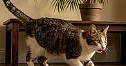 Joe a rejoint le concours — aidez-le/la à gagner de superbes lots ! alert, animal, brown, cat, curious, domestic_animal, ears, feline, indoor, pet, plant, potted_plant, striped, tabby_cat, table, tail, walking, whiskers, white, wooden_floor