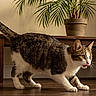 alert, animal, brown, cat, curious, domestic_animal, ears, feline, indoor, pet, plant, potted_plant, striped, tabby_cat, table, tail, walking, whiskers, white, wooden_floor