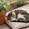 Joe a rejoint le concours — aidez-le/la à gagner de superbes lots ! animal, cat, cozy, cushion, daylight, feline, garden, green_plants, nature, outdoor, peaceful, pet, relaxing, resting, sleeping, soft_texture, sunlight, tabby_cat, terracotta_pot, wooden_table