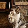 animal, basket, bookshelf, cat, cozy, curious, domestic_cat, feline, home, indoor, pet, playful, rope, sitting, stone_fireplace, tabby, tassel, white_paws, wooden_floor, young_cat