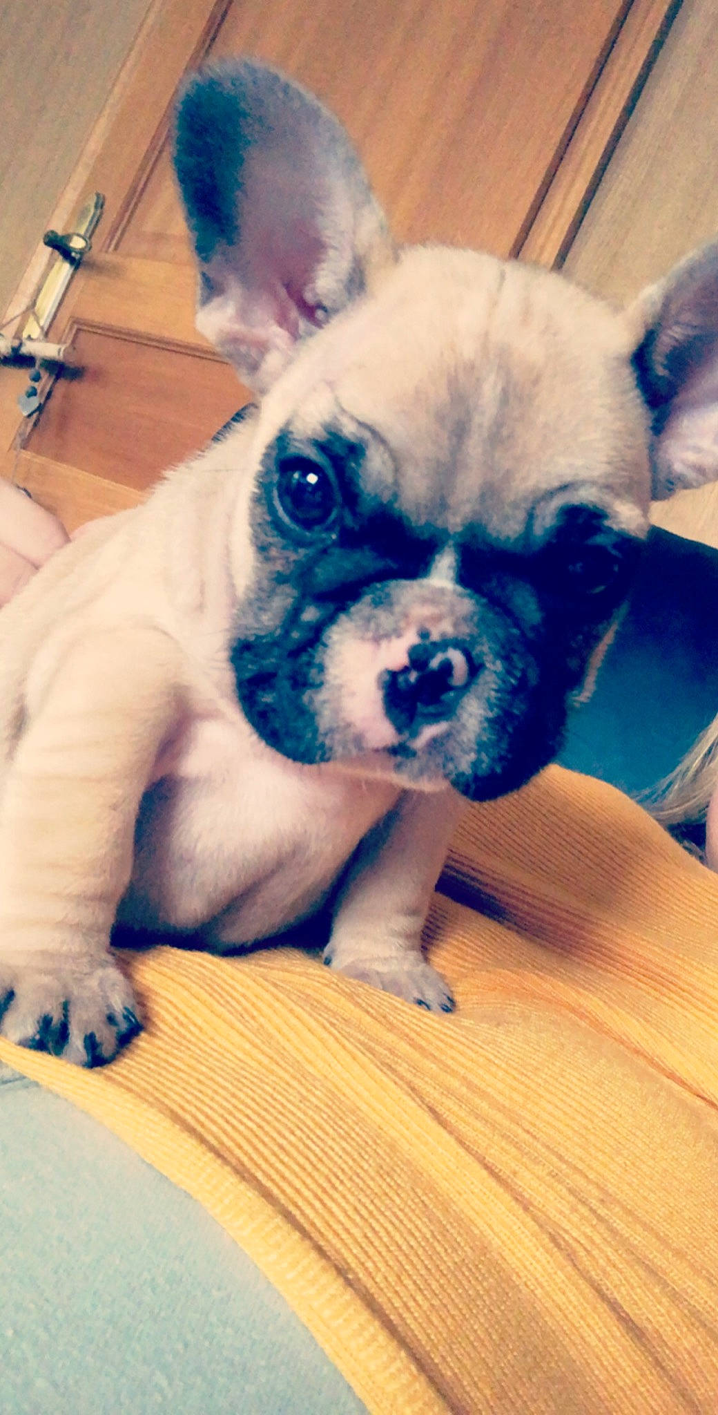 Onaya a rejoint le concours — aidez-le/la à gagner de superbes lots ! bulldog, canidae, carnivore, companion_dog, dog, dog_breed, ear, eye, fawn, french_bulldog, mammal, molosser, non_sporting_group, nose, puppy, puppy_love, skin, snout, toy_bulldog, vertebrate