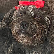 Molly is registered to the contest to win money with this photo: dog, black_fur, curly_fur, red_bow, pet, animal, closeup, portrait, indoor, couch, brown_background, relaxed, cute, fluffy, domestic_animal, fur, face, eyes, nose, lying_down