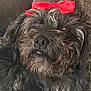 dog, black_fur, curly_fur, red_bow, pet, animal, closeup, portrait, indoor, couch, brown_background, relaxed, cute, fluffy, domestic_animal, fur, face, eyes, nose, lying_down