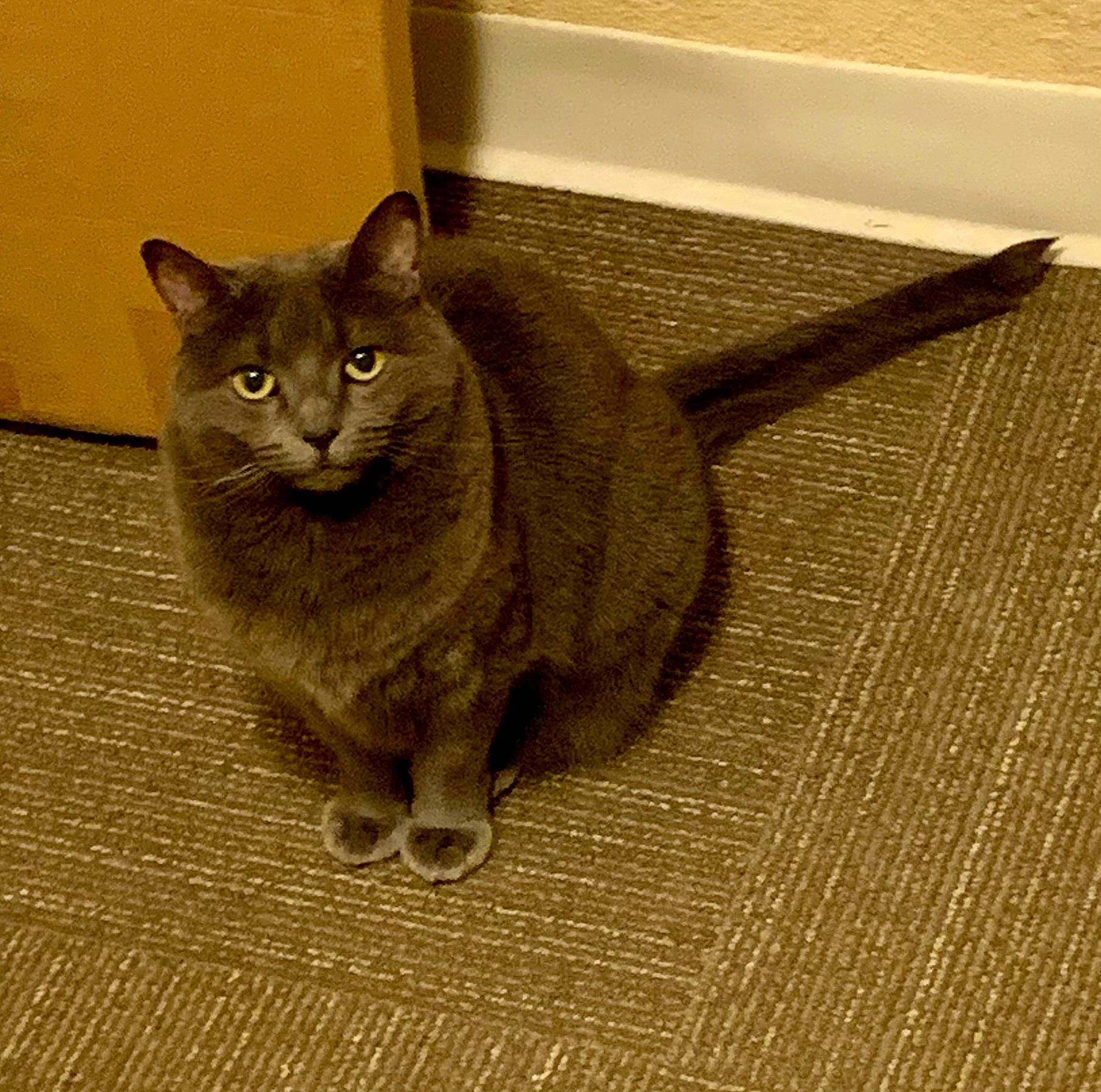 Lacey is registered to the contest to win money with this photo: british_shorthair, carnivore, cat, chartreux, domestic_short_haired_cat, felidae, floor, flooring, korat, mat, small_to_medium_sized_cats, snout, vertebrate, whiskers