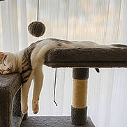 Arès participe au concours pour gagner de l'argent avec cette photo : cat, sleeping, cat_tree, furniture, toy, hanging_toy, relaxed, indoor, pet, fur, whiskers, paws, curtains, window, sunlight, cozy, resting, animal, domestic, gray