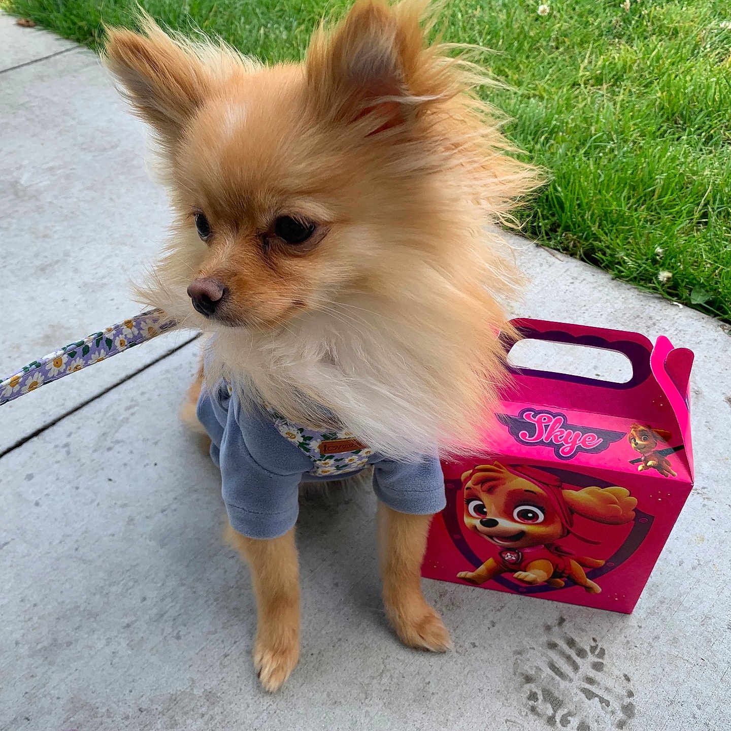 Peach joined the competition — help win amazing prizes! accessories, animal, baby, bag, box, canine, dog, face, grass, head, herbal, herbs, lawn, person, pet, photography, plant, portrait, puppy, strap