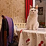 cat, white_cat, table, tablecloth, cherry_pattern, chair, shawl, window, reflection, chandelier, painting, vintage, floral_wallpaper, indoor, furniture, cozy, pet, domestic_animal, sitting, calm