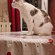 Lola participe au concours pour gagner de l'argent avec cette photo : cat, table, tablecloth, indoor, curious, white_cat, brown_spots, window, curtains, radiator, home, furniture, pet, animal, domestic, side_view, sitting, cozy, decor, still_life