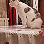 cat, table, tablecloth, indoor, curious, white_cat, brown_spots, window, curtains, radiator, home, furniture, pet, animal, domestic, side_view, sitting, cozy, decor, still_life
