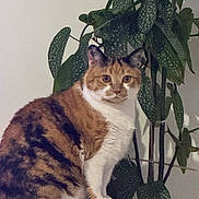 Louna a rejoint le concours — aidez-le/la à gagner de superbes lots ! cat, calico, pet, animal, indoor, plant, houseplant, leafy, green, feline, sitting, fur, whiskers, curious, calm, domestic, cute, portrait, closeup, background