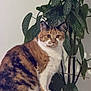 animal, background, calico, calm, cat, closeup, curious, cute, domestic, feline, fur, green, houseplant, indoor, leafy, pet, plant, portrait, sitting, whiskers