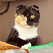 Nusha is registered to the contest to win money with this photo: cat, calico, folded_ears, amber_eyes, whiskers, close_up, indoor, basket, household_items, curious, pet, feline, portrait, fur, animal, domestic_animal, looking, resting_paw, cute, focused