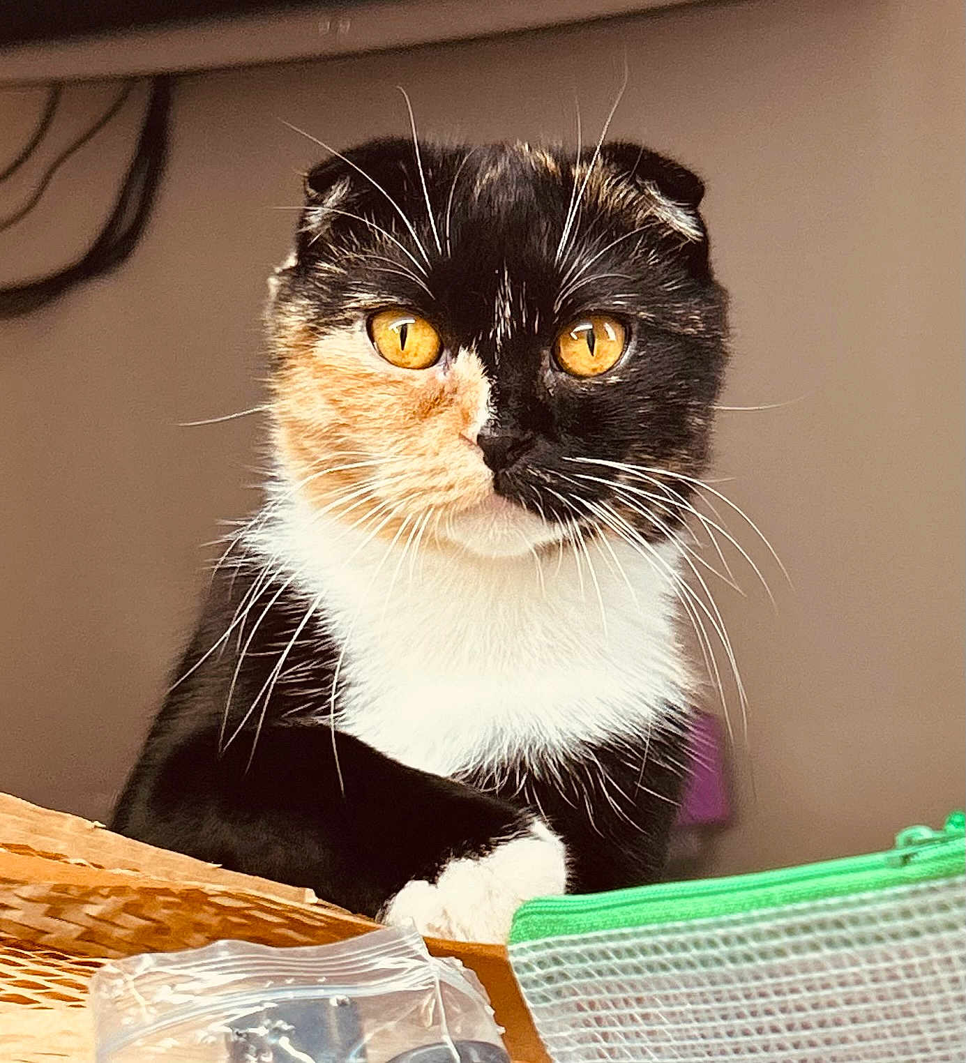 Nusha is registered to the contest to win money with this photo: cat, calico, folded_ears, amber_eyes, whiskers, close_up, indoor, basket, household_items, curious, pet, feline, portrait, fur, animal, domestic_animal, looking, resting_paw, cute, focused