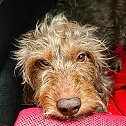 Popeck a rejoint le concours — aidez-le/la à gagner de superbes lots ! animal, brown_fur, canine, close_up, curly_hair, cute, dog, eyes, face, fur, indoor, nose, pet, pink_surface, portrait, red_blanket, resting, sleepy, snout, whiskers
