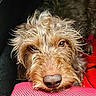 dog, close_up, curly_hair, brown_fur, nose, face, pet, animal, resting, pink_surface, red_blanket, fur, canine, portrait, indoor, cute, whiskers, eyes, snout, sleepy
