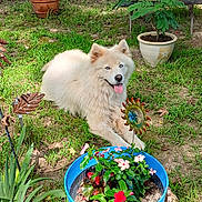 Prince is registered to the contest to win money with this photo: dog, white_dog, fluffy, blue_eyes, grass, garden, plants, potted_plants, flowers, outdoor, sunlight, greenery, decorations, happy, tongue_out, nature, pet, animal, relaxing, yard