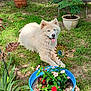 dog, white_dog, fluffy, blue_eyes, grass, garden, plants, potted_plants, flowers, outdoor, sunlight, greenery, decorations, happy, tongue_out, nature, pet, animal, relaxing, yard