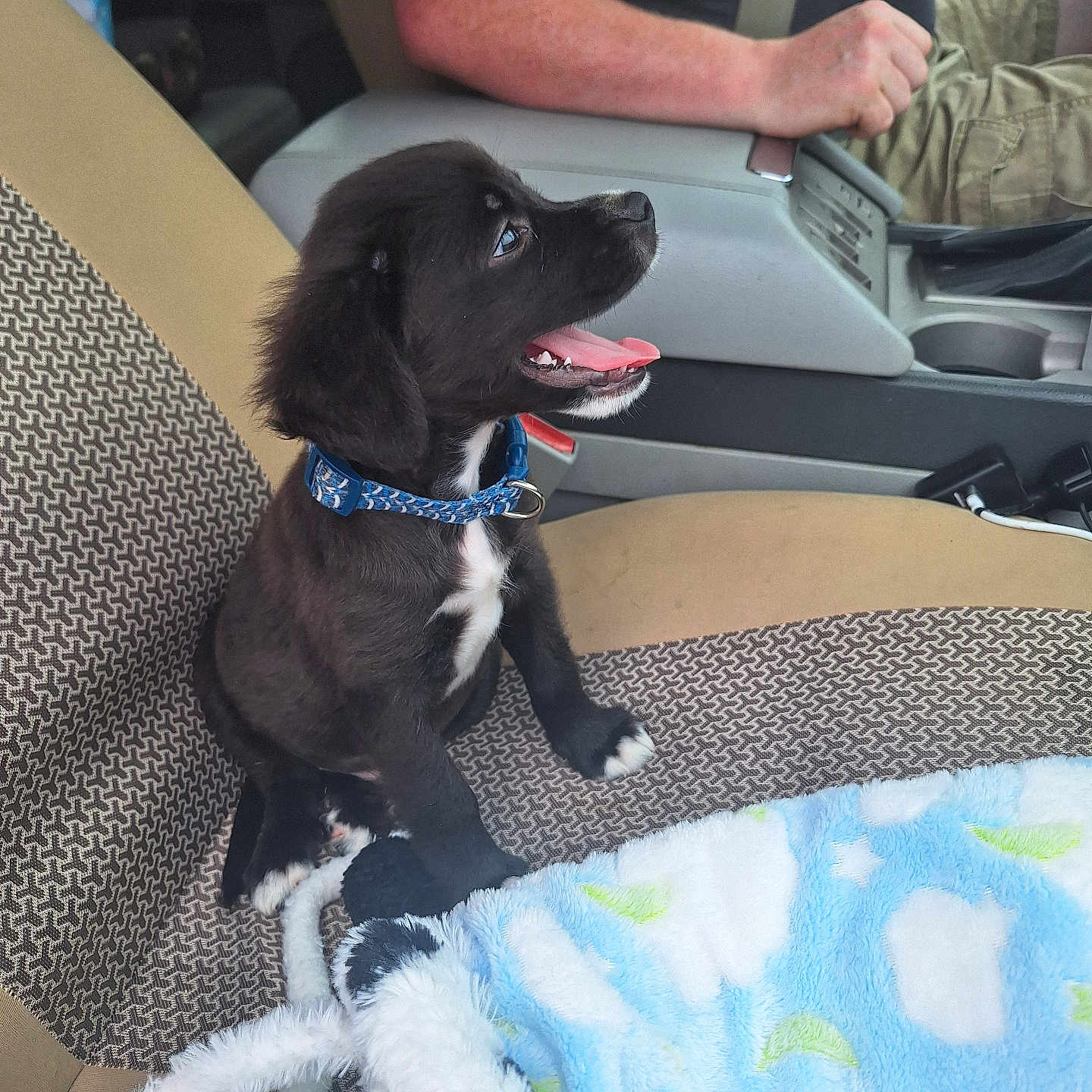 Maverick joined the competition — help win amazing prizes! accessories, adult, animal, canine, car, car_interior, couch, cup, cushion, dog, furniture, homedecor, hound, male, man, person, pet, puppy, transportation, vehicle