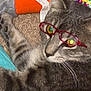 cat, tabby, glasses, carpet, yarn, orange_fabric, whiskers, cute, pet, animal, feline, closeup, indoor, relaxed, playful, cozy, gray, striped, yellow_eyes, resting