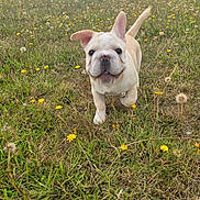Delboy joined the competition — help win amazing prizes! dog, puppy, french_bulldog, grass, field, flowers, yellow_flowers, wildflowers, nature, outdoor, sky, clouds, trees, running, cute, animal, pet, mammal, playful, summer
