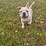 dog, puppy, french_bulldog, grass, field, flowers, yellow_flowers, wildflowers, nature, outdoor, sky, clouds, trees, running, cute, animal, pet, mammal, playful, summer