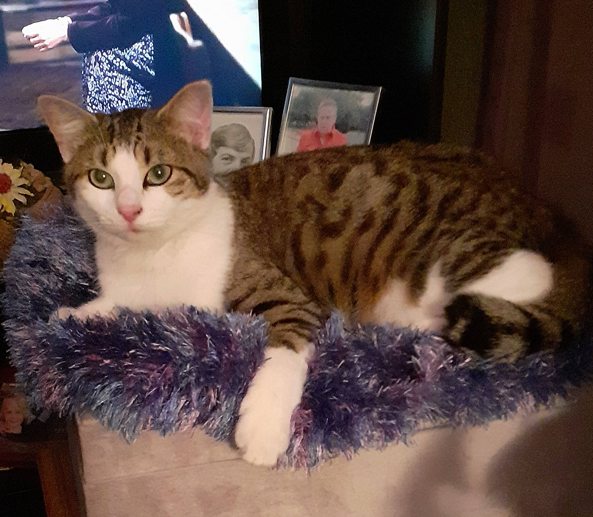 Oups participe au concours pour gagner de l'argent avec cette photo : carnivore, cat, cat_bed, cat_furniture, claw, comfort, couch, domestic_short_haired_cat, fawn, felidae, fur, mammal, nap, paw, small_to_medium_sized_cats, snout, tail, terrestrial_animal, whiskers