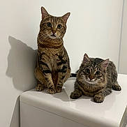 Simba participe au concours pour gagner de l'argent avec cette photo : cat, tabby, pet, animal, feline, indoor, curious, sitting, lying_down, fur, whiskers, ears, eyes, shadow, white_surface, plain_wall, domestic, companions, cute, relaxed