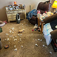 Princess is registered to the contest to win money with this photo: dog, recliner, stuffing, toy, carpet, lamp, blanket, table, bowl, food, furniture, living_room, photo_frames, decor, household_items, pet, cozy, messy, indoor, relaxing