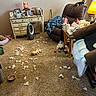 dog, recliner, stuffing, toy, carpet, lamp, blanket, table, bowl, food, furniture, living_room, photo_frames, decor, household_items, pet, cozy, messy, indoor, relaxing
