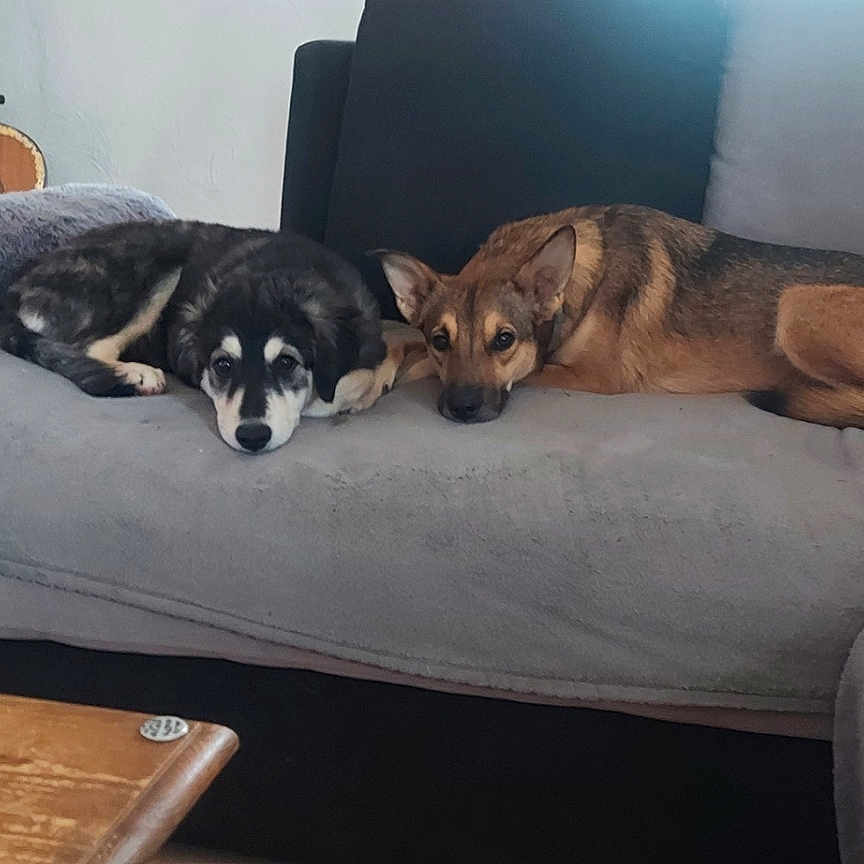 Snoopy Et Cheyenne a rejoint le concours — aidez-le/la à gagner de superbes lots ! animal, black_and_tan, bookshelf, companion, couch, cozy, cute, dog, domestic, furniture, gray_fabric, guitar, household, indoor, laying_down, living_room, pet, relaxing, resting, wooden_table