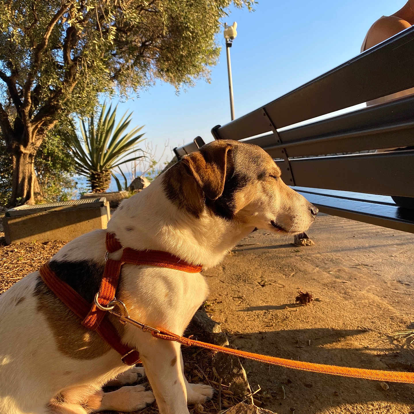 J-B a rejoint le concours — aidez-le/la à gagner de superbes lots ! accessories, animal, architecture, bench, canine, dog, furniture, grass, hound, nature, outdoors, park, pet, plant, pottedplant, soil, strap, summer, tree, vegetation