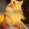 animal, cat, close_up, cozy, cream_colored, cute, domestic, feline, fluffy, fur, indoor, paw, pet, portrait, relaxed, soft, sunlight, warm_light, whiskers, yellow_eyes