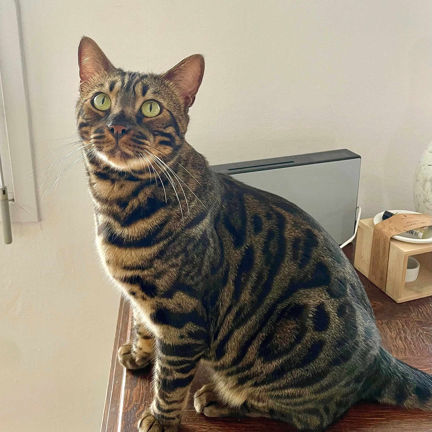 Gus participe au concours pour gagner de l'argent avec cette photo : abyssinian, angora, animal, cat, door, egyptiancat, hardwood, kitten, manx, ocelot, pet, stainedwood, wood