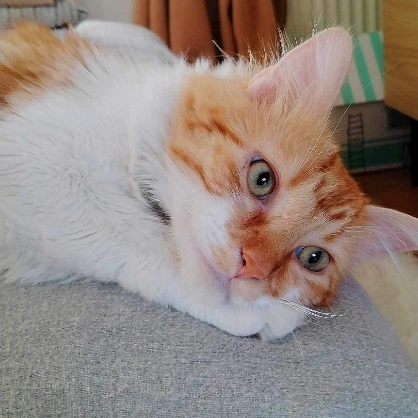 Capuche a rejoint le concours — aidez-le/la à gagner de superbes lots ! abyssinian, animal, blanket, cat, clothing, couch, furniture, hardwood, homedecor, hoodie, indoors, kitten, knitwear, linen, manx, pet, plywood, sweater, sweatshirt, wood