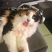 Uka a rejoint le concours — aidez-le/la à gagner de superbes lots ! cat, calico_cat, fluffy, long_hair, pet, animal, tongue_out, funny, scarf, floral, sofa, couch, living_room, indoor, cozy, portrait, close_up, green_eyes, relaxed, playful