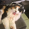 cat, calico_cat, fluffy, long_hair, pet, animal, tongue_out, funny, scarf, floral, sofa, couch, living_room, indoor, cozy, portrait, close_up, green_eyes, relaxed, playful